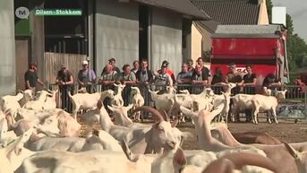Reeks Dag van de Landbouw (deel 2): Zorgboerderij Stichting Ommersteyn