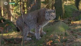 Na de wolf doet nu ook de lynx zijn intrede in Limburg: eerste lynx gespot in Voeren
