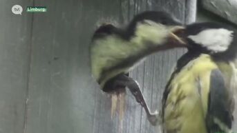 Vogelbescherming Vlaanderen onderzoekt verband tussen mezensterfte en pesticide tegen buxusmot