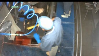 Animal Rights toont schokkende beelden van slachthuis in Hasselt