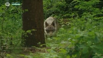 Er is een nieuwe wolf in Limburg