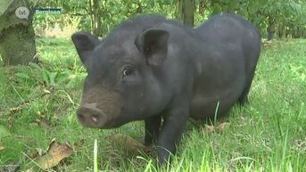 Hangbuikvarken zet plantage in Hoepertingen op stelten