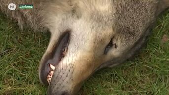 Dode wolf van Opoeteren liep weg van roedel uit het Duitse Nedersaksen