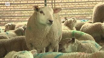 Dit jaar minder schapen geslacht tijdens offerfeest