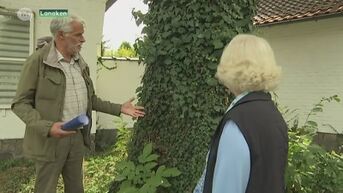 Inwoonster Lanaken neemt advocaat onder de arm voor behoud uitzonderlijke boom