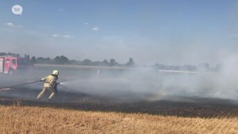 Graanveld gaat in vlammen op door brandende sigaret in Riemst