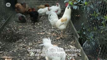 Limburg.net: Kippen