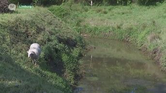 Droogte: zuinig zijn met water uit de beken