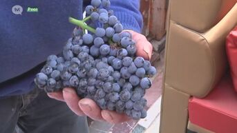 Limburgse wijnboeren klagen niet: druiven zijn vroeger en dikker door warme zomer
