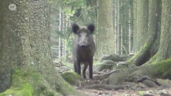 Sil Janssen: 'Afrikaanse varkenspest komt zeker naar Limburg'