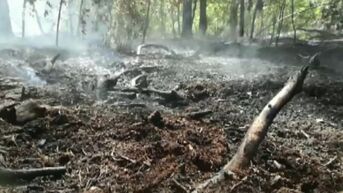 Hevige bosbranden in Lommel en Houthalen-Helchteren