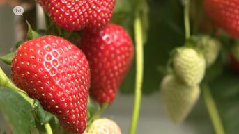 Aardbeienseizoen