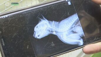 Katje met strop rond de nek en kogel boven pootje gevonden in Bree