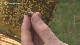 Inheemse honingbij heeft het moeilijk door uitheemse soorten