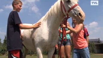 Paardenbeul slaat toe in Zuid-Limburg