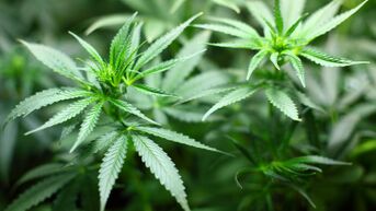 Politie LRH rolt cannabisplantage op in woning op de Oude Kuringerbaan in Hasselt