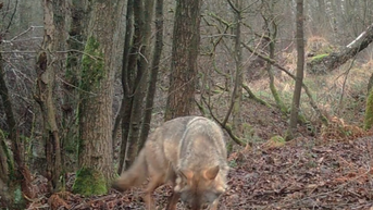 Bekijk hier de eerste beelden van wolvin Noëlla in het daglicht