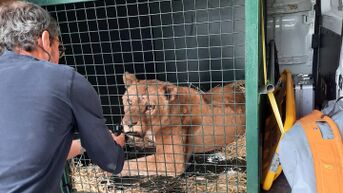 Natuurhulpcentrum redt nu ook vier verwaarloosde leeuwinnen uit circus