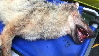 Wolf doodgereden op Noord-Zuidverbinding in Hechtel-Eksel