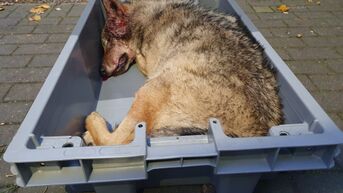 Tweede wolf doodgereden, nu op Weg naar Zwartberg in Meeuwen