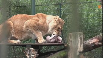 Leeuwen in Natuurhulpcentrum genieten van kerstkalkoen