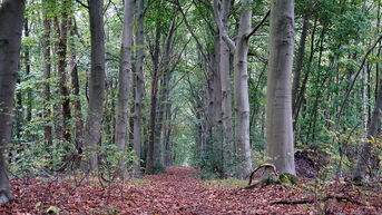 Waardevol bos Baalberg komt in handen van Natuurpunt
