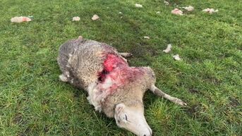 Wolf bijt schaap dood in correct omheinde weide in Houthalen