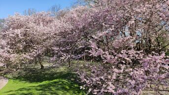 Morgen opent Japanse Tuin: kerselaren in bloei