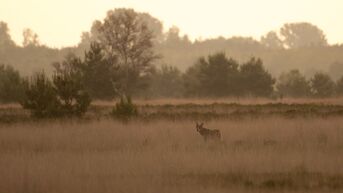 Minstens vier nieuwe wolvenwelpen in Limburg