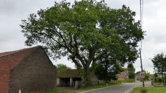 Erfgoedminister Diependaele beschermt twee monumentale bomen in Limburg