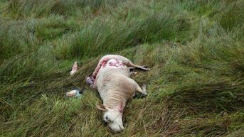 Vier schapen doodgebeten aan domein Blueberry Fields in Koersel