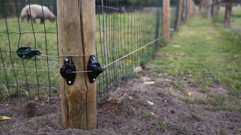 Wolf Fencing Team krijgt meer dan 100 aanvragen: