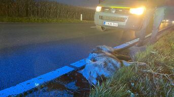 Jonge vrouwtjeswolf doodgereden in Peer