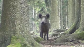 Jagers moeten everzwijnenpopulatie terugdringen in Pelts natuurgebied het Hageven