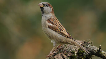 Vogeltelweekend: Limburgers hebben meeste vogels in hun tuin