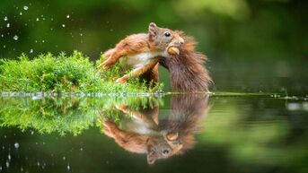 Diepenbeekse eekhoornfotograaf maakt kans op National Geographic Foto-prijs