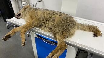 Voor derde keer wolf doodgereden op Noord-Zuid