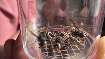 Brandweer en imkers gaan samen de strijd aan tegen Aziatische hoornaar