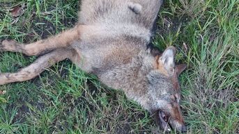 Opnieuw wolf doodgereden in Helchteren