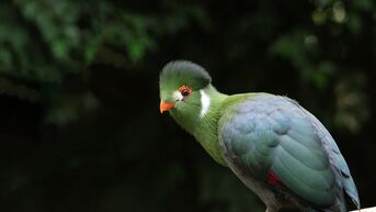 Natuurhulpcentrum in Oudsbergen vangt Witwangtoerako in Zepperen