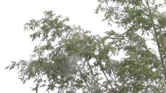 Code geel voor stormweer: Fietsen door de Bomen tijdelijk afgesloten