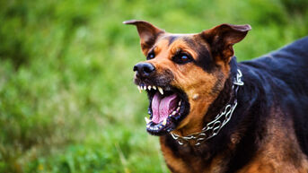 Honden die bijten worden onmiddellijk in beslag genomen in Sint-Truiden