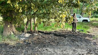Agentschap Natuur en Bos meet schade op na heidebrand