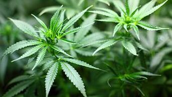 Cannabiskwekers veroordeeld tot celstraffen en geldboete