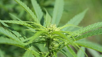 Meer tieners zoeken hulp voor cannabisgebruik