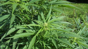 Cannabisplantage opgerold in Houthalen-Helchteren