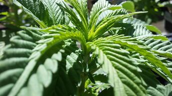 Lanakenaar gearresteerd met 33 kilogram oogst van 900 cannabisplanten
