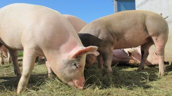 Nieuw ketenakkoord varkens onder voorwaarden