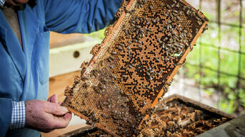 Lieteberg in Zutendaal wapent imkers tegen bijensterfte