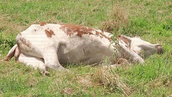 Ernstig geval van dierenverwaarlozing in Zutendaal